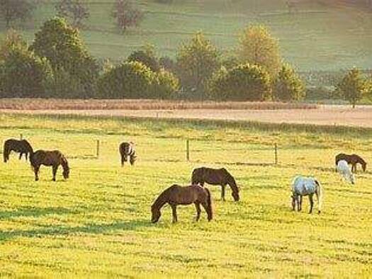 Reiterhof zum Kauf 1.495.000 € 305 m² 50.911 m² Grundstück Bitburg 54634