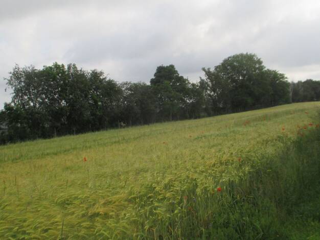Grundstück zum Kauf 4.500 m² Grundstück Baugenehmigung vorhanden frei ab sofort An der Mittelmühle 0 Zeulenroda Zeulenroda-Triebes 07937