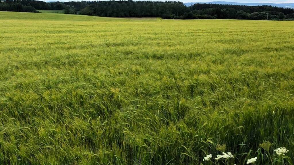 Land-/Forstwirtschaft zum Kauf 37.825 € 4.450 m² Grundstück Oberpörlitz Ilmenau 98693