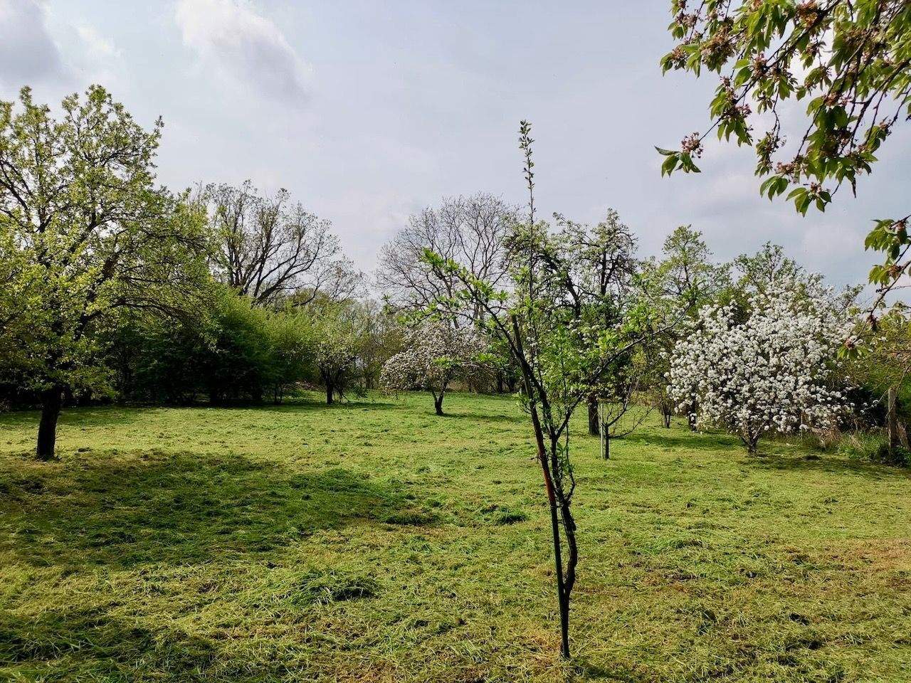 Immobilie in Strausberg - Baugrundstück mit vorhandenem Wohnhaus in Hohenstein bei Strausberg - Bild 4