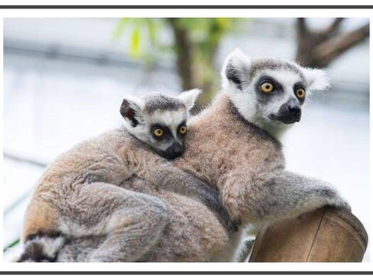 Wohnung zur Miete 1.015 € 3 Zimmer 85,4 m² 1. Geschoss frei ab sofort Hielscherstraße 17 Wilhelmsruh Berlin 13158