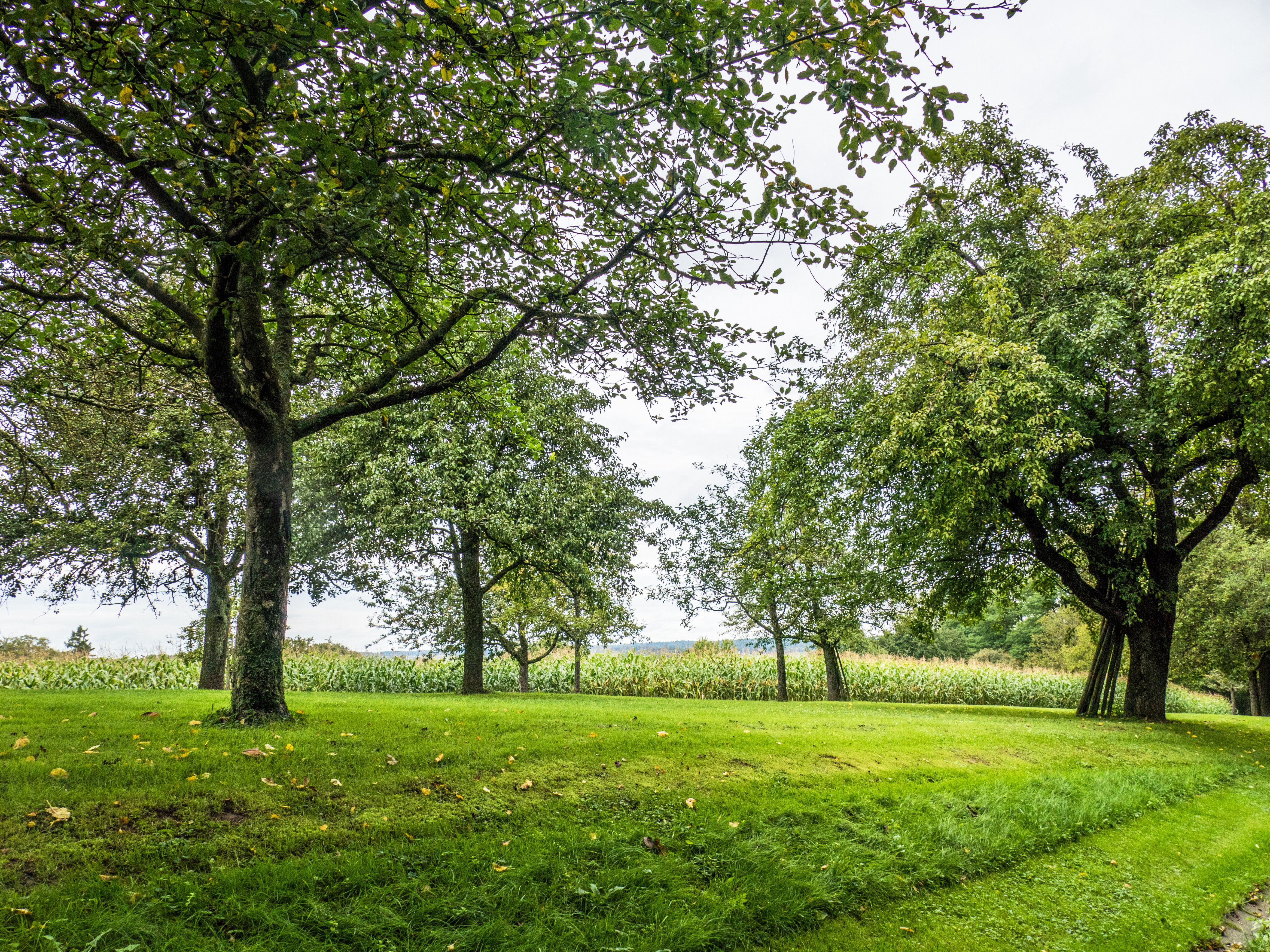 Grundstück zum Kauf provisionsfrei 90.000 € 231 m²<br/>Grundstück Fredersdorf-Süd Fredersdorf-Vogelsdorf 15370