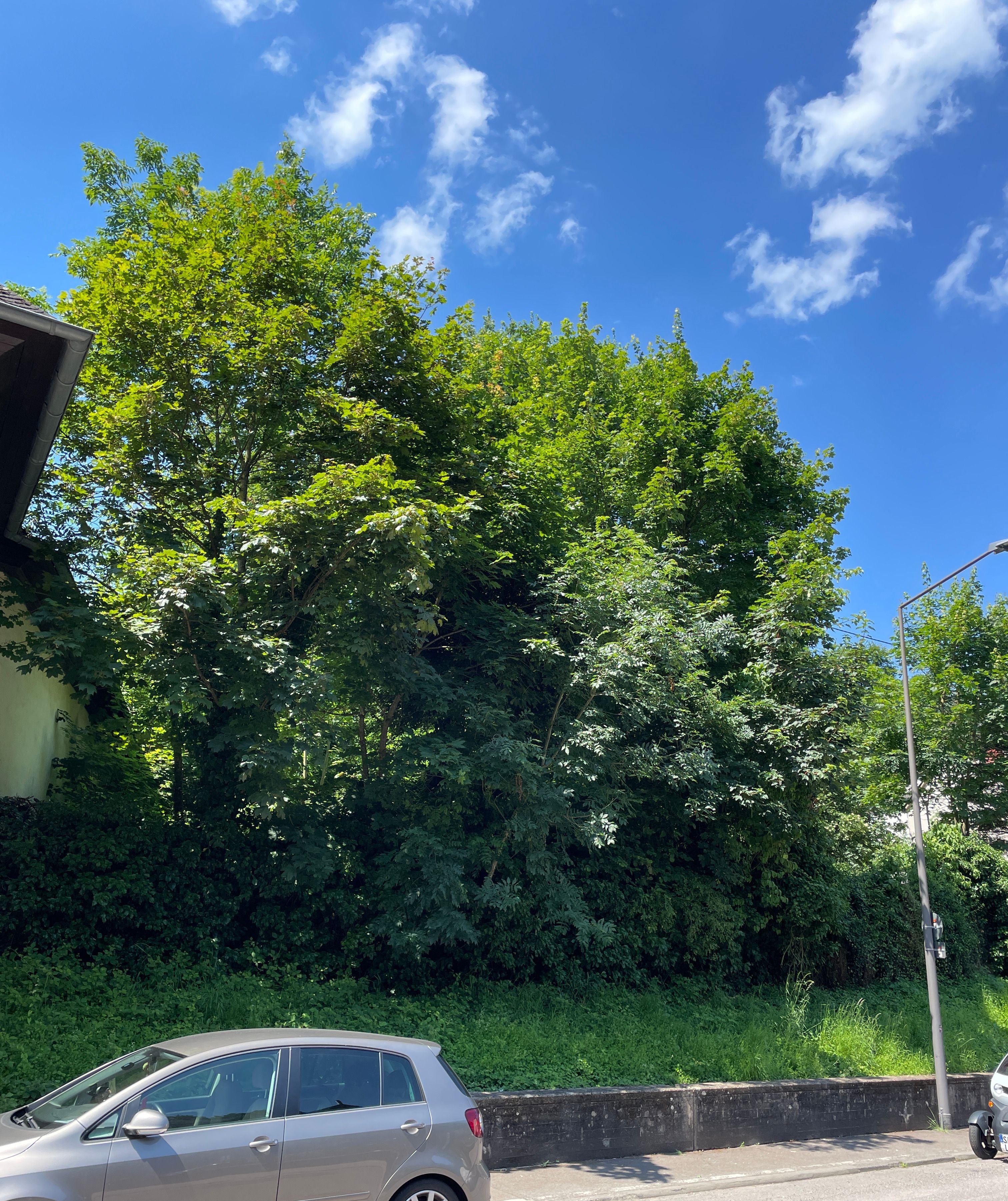 Grundstück zum Kauf 1.995 m²<br/>Grundstück Saarburg Saarburg 54439