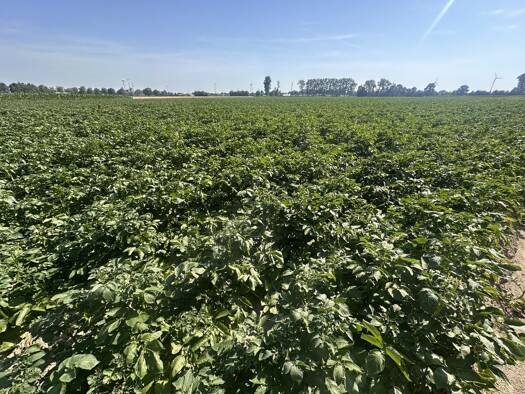 Land-/Forstwirtschaft zum Kauf 515.000 € 37.327 m² Grundstück Nieukerk Kerken 47647