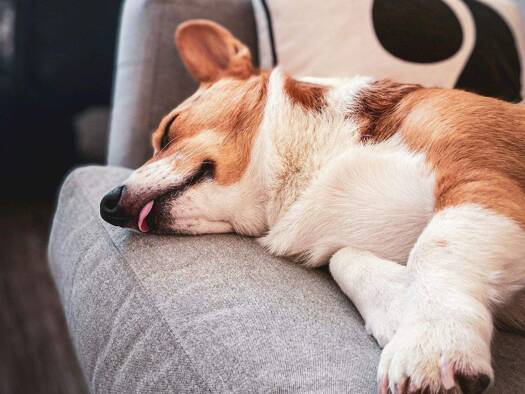 Einfamilienhaus zur Miete - Erstbezug 1.600 € 5 Zimmer 136 m² 530 m² Grundstück Bad Driburg 33014