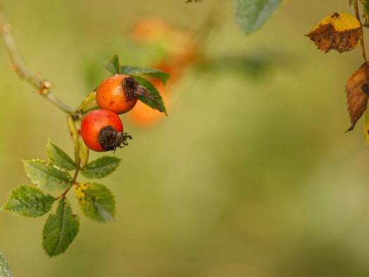 Tiefgarage zur Miete provisionsfrei Unterschneidheim 73485