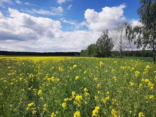 Grundstück zum Kauf als Kapitalanlage geeignet 155.000 € 1.260 m² Grundstück Amselweg 5 Klosterfelde Wandlitz 16348