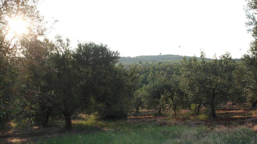 Land-/Forstwirtschaft zum Kauf 100.000 € 4.625 m² Grundstück Chalkidiki