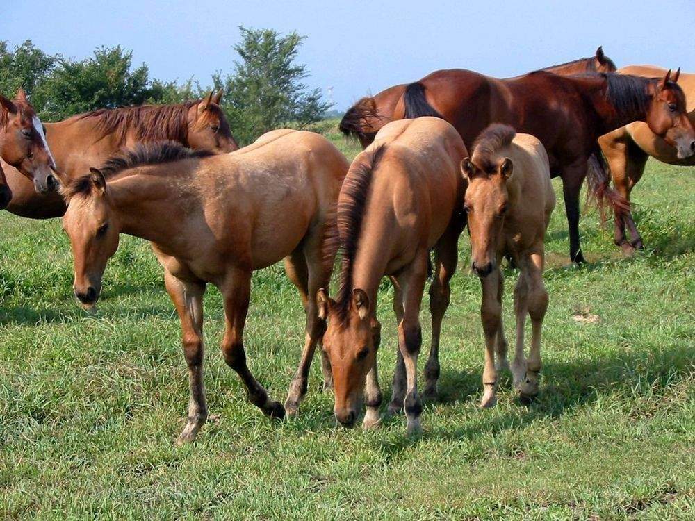 Immobilie in Ippesheim - ## Mehrgenerationenhaus mit viel Platz,für zwei Familien ## - Bild 0