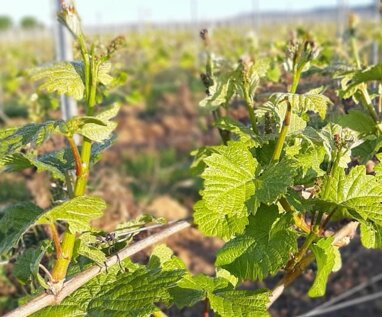 Weingut zum Kauf Rüdesheim am Rhein Rüdesheim am Rhein 65385