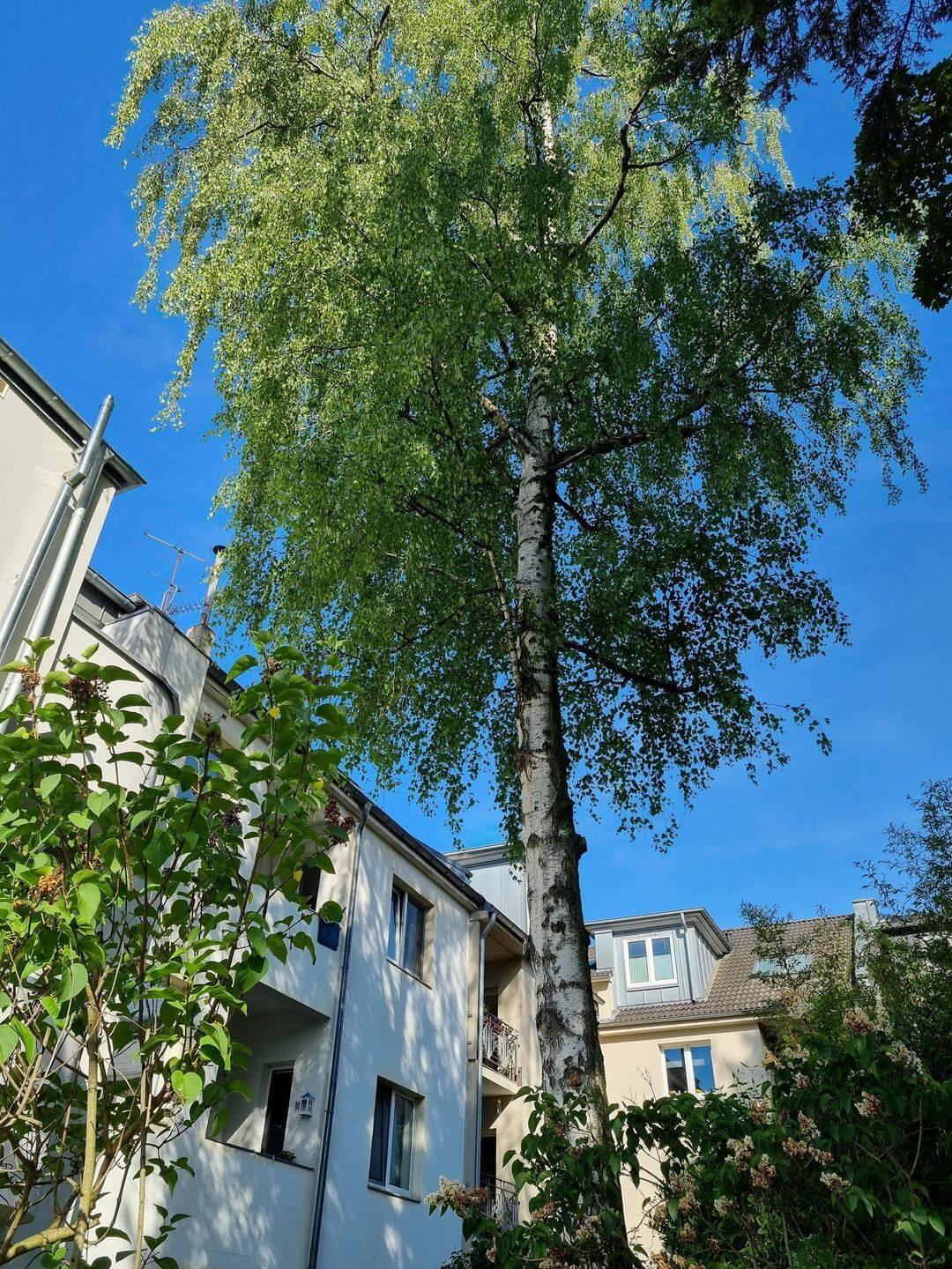 Freie, frisch sanierte 2-Zimmer -ETW im Dachgeschoß mit Terrasse im begehrten Wohnviertel Köln-Ehrenfeld. – Baadenberger Str., 50825 Köln – Vorschaubild 6