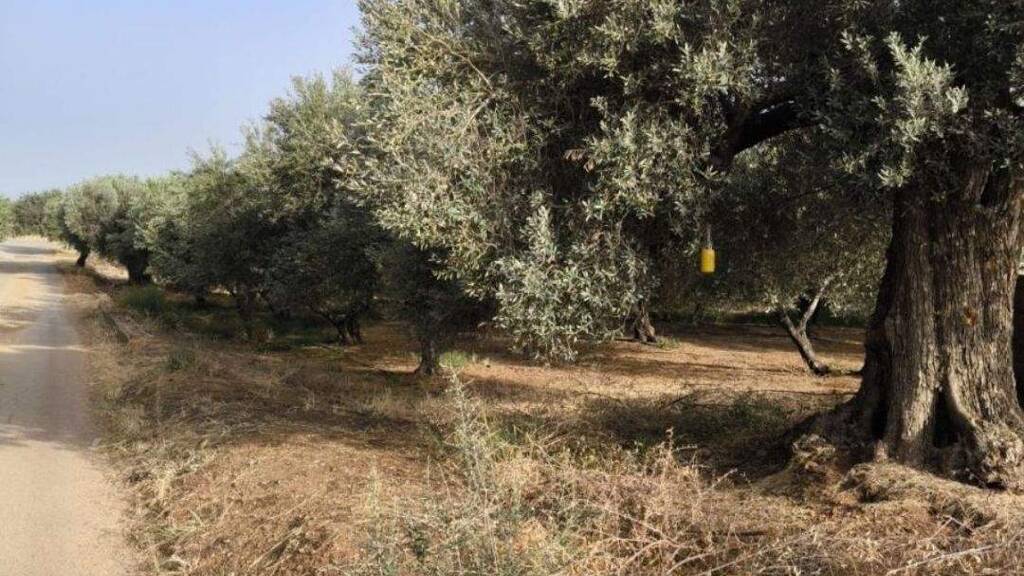 Grundstück zum Kauf 130.000 € 1.980 m² Grundstück * * Timpaki Klima 702 00