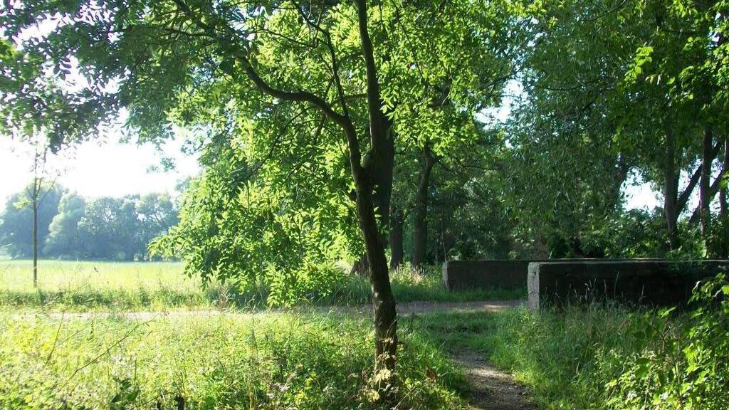 Grundstück zum Kauf 19.000 € 1.140 m² Grundstück frei ab sofort Pfriemsdorf Trebbichau 06369