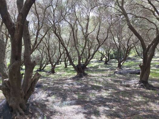 Land-/Forstwirtschaft zum Kauf 320.000 € 8.000 m² Grundstück Korfu