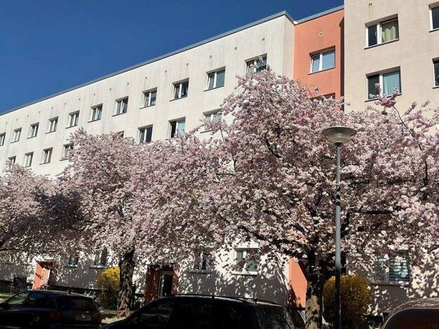 Wohnung zur Miete 557 € 3 Zimmer 57 m² 3. Geschoss frei ab 07.02.2026 Schlottwitzer Str. 5 Tolkewitz/Seidnitz-Nord Dresden 01277