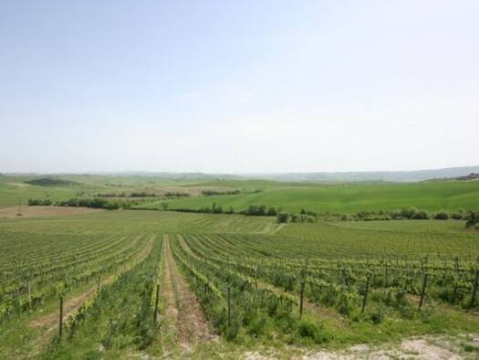 Weingut zum Kauf 620 m² 200.000 m² Grundstück Montalcino 53024