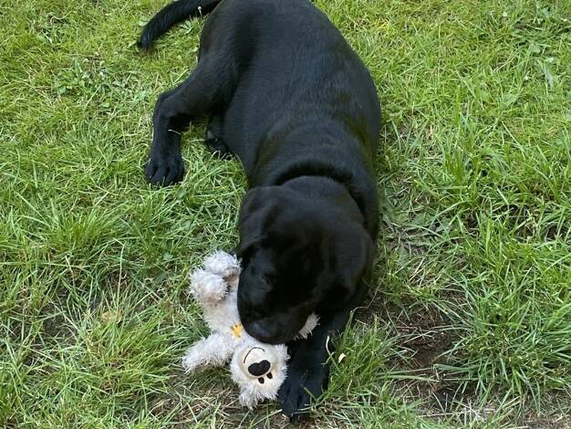 Einfamilienhaus zum Kauf provisionsfrei 459.699 € 5 Zimmer 154 m² 867 m² Grundstück Hohenstein-Ernstthal 09337