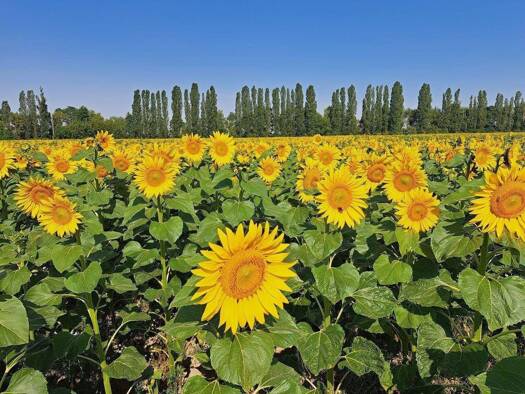 Gastronomie/Hotel zum Kauf 239.500 € 165 m² Gastrofläche 295 m² Grundstück Mühlberg Mühlberg/Elbe 04931