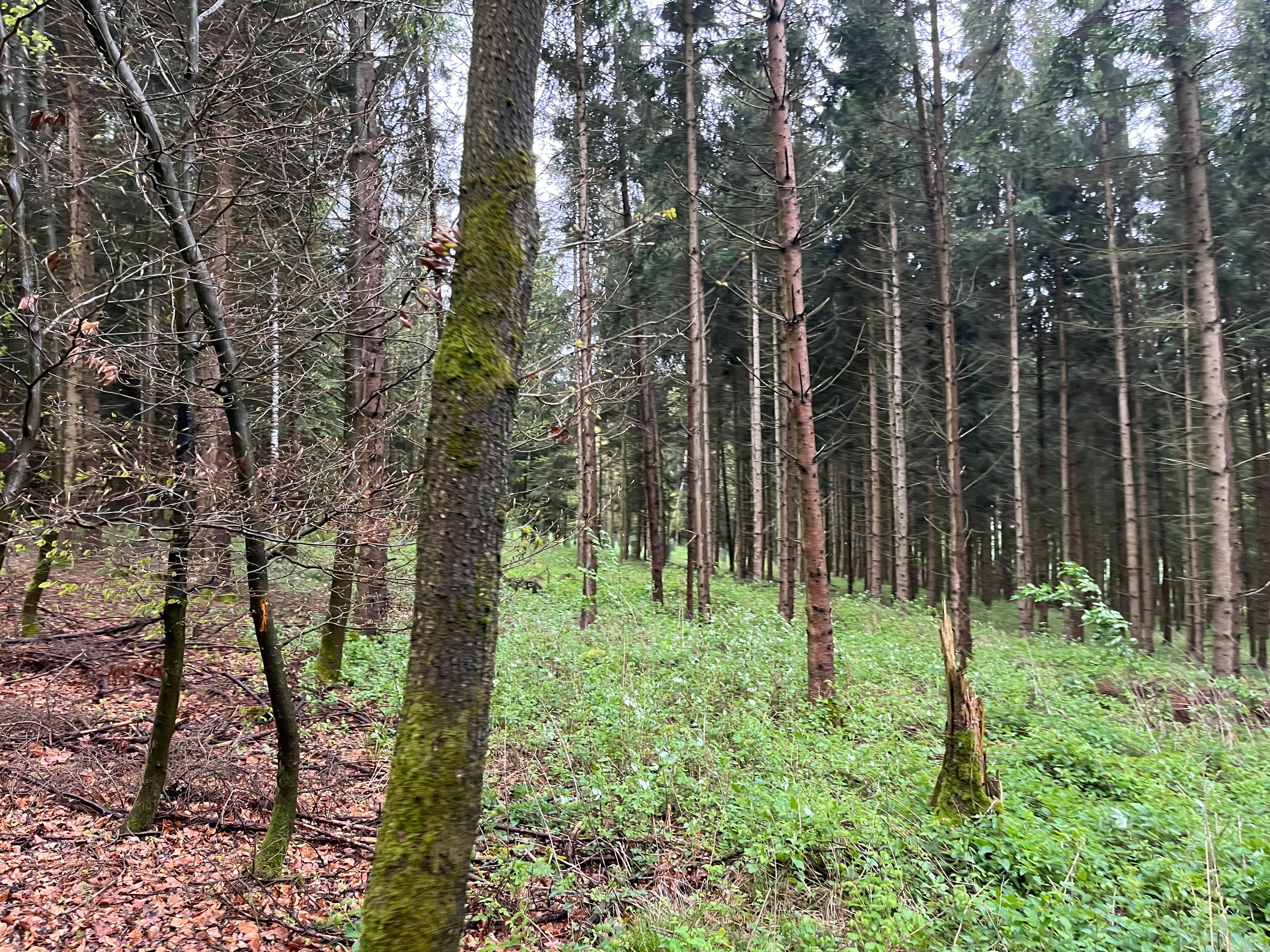 Landwirtschaftliche Fläche zum Kauf 6,15 € 79.000 m²<br/>Fläche Großgründlinger Holz Nandlstadt Nandlstadt 85405