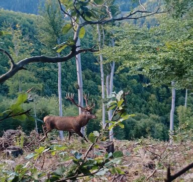 Land-/Forstwirtschaft zum Kauf als Kapitalanlage geeignet 10.000.000 m² St. Johann in Tirol 6380