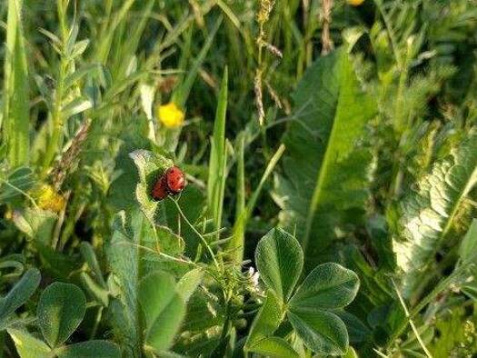 Grundstück zum Kauf 1.950.000 € 13.000 m² Grundstück Murfatlar 905100