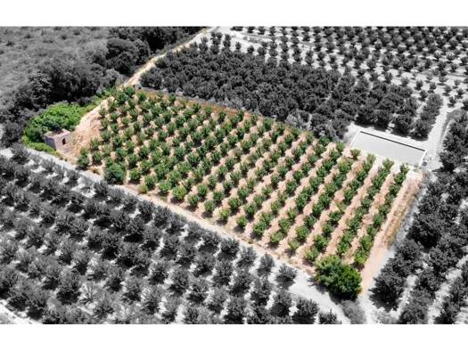 Acker-/Waldstück zum Kauf 22.500 € Vallmoll 43144