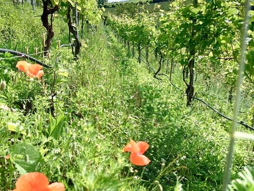 Grundstück zum Kauf 18.696 m² Grundstück Frangart 39057