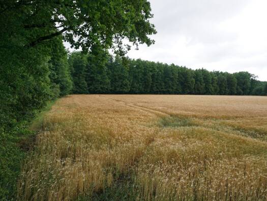 Grundstück zum Kauf 49.500 € 78.886 m² Grundstück frei ab sofort Ochtmissen Lüneburg 21339