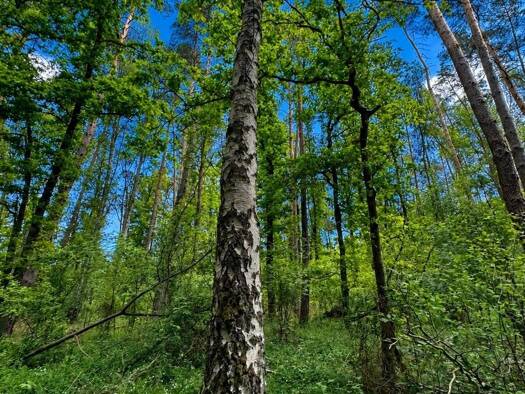 Land-/Forstwirtschaft zum Kauf 42.000 € 25.180 m² Grundstück Berge Berge 19348