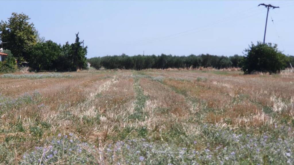 Land-/Forstwirtschaft zum Kauf 150.000 € 4.551 m² Grundstück Chalkidiki