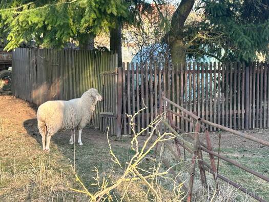 Grundstück zum Kauf 1.631 m² Grundstück Grabe Mühlhausen OT Grabe 99998