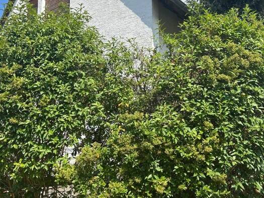 Einfamilienhaus zum Kauf 449.900 € 8 Zimmer 140 m² 550 m² Grundstück Seeheim Seeheim-Jugenheim 64342