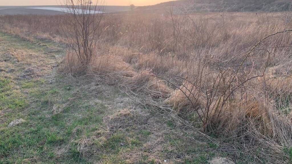 Freifläche zum Kauf 40 € Roseldorf 2002