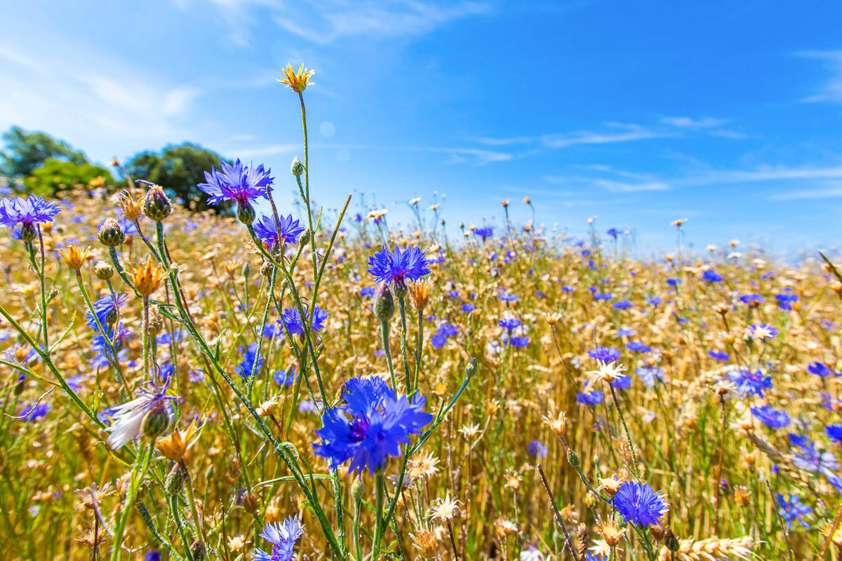 Property thumbnail 19