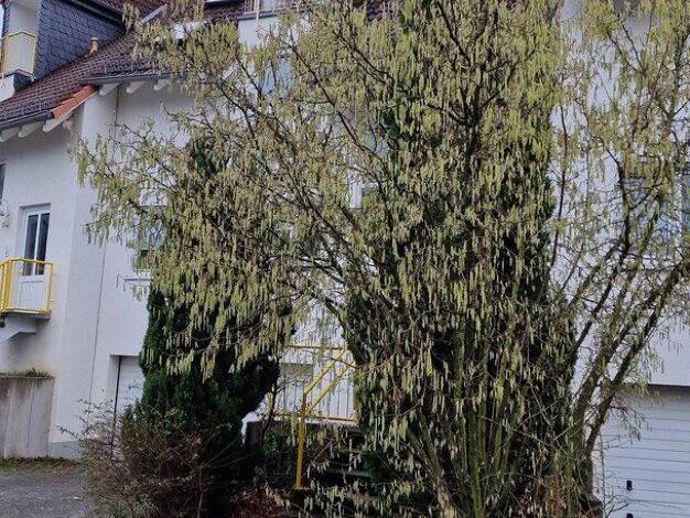 Wohnung zum Kauf provisionsfrei 239.000 € 2,5 Zimmer 72 m² 1. Geschoss Anspach Neu-Anspach 61267