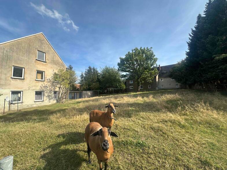 Mehrfamilienhaus zum Kauf provisionsfrei 39.900 € 632 m² Grundstück Obere Teichgasse Ballendorf Bad Lausick 04651
