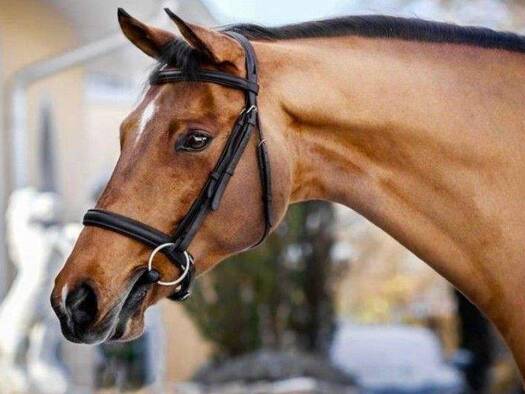 Reiterhof zum Kauf 180.000 m² Tuningen 78609