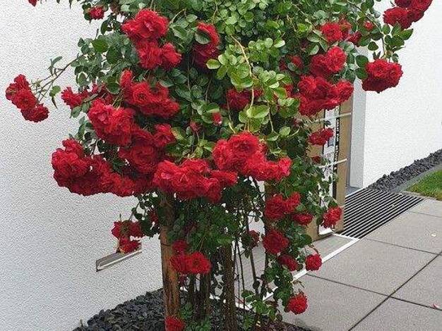 Einfamilienhaus zum Kauf provisionsfrei 2.200.000 € 6 Zimmer 198,2 m² 323,6 m² Grundstück Kreillerstraße 144a Berg am Laim München 81825