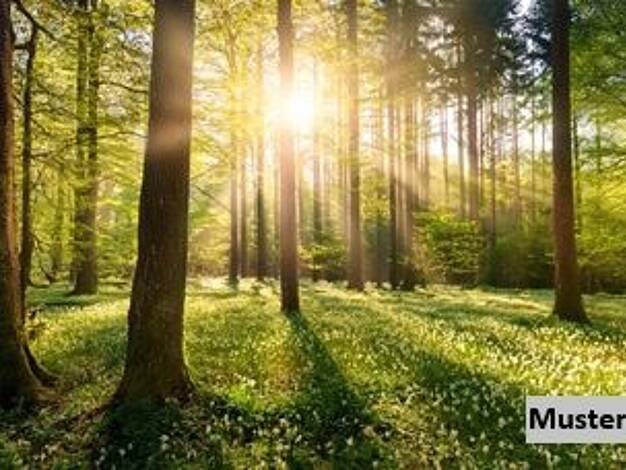 Land-/Forstwirtschaft zum Kauf 5.000 € 10.056 m² Grundstück Schildau Belgern-Schildau 04874