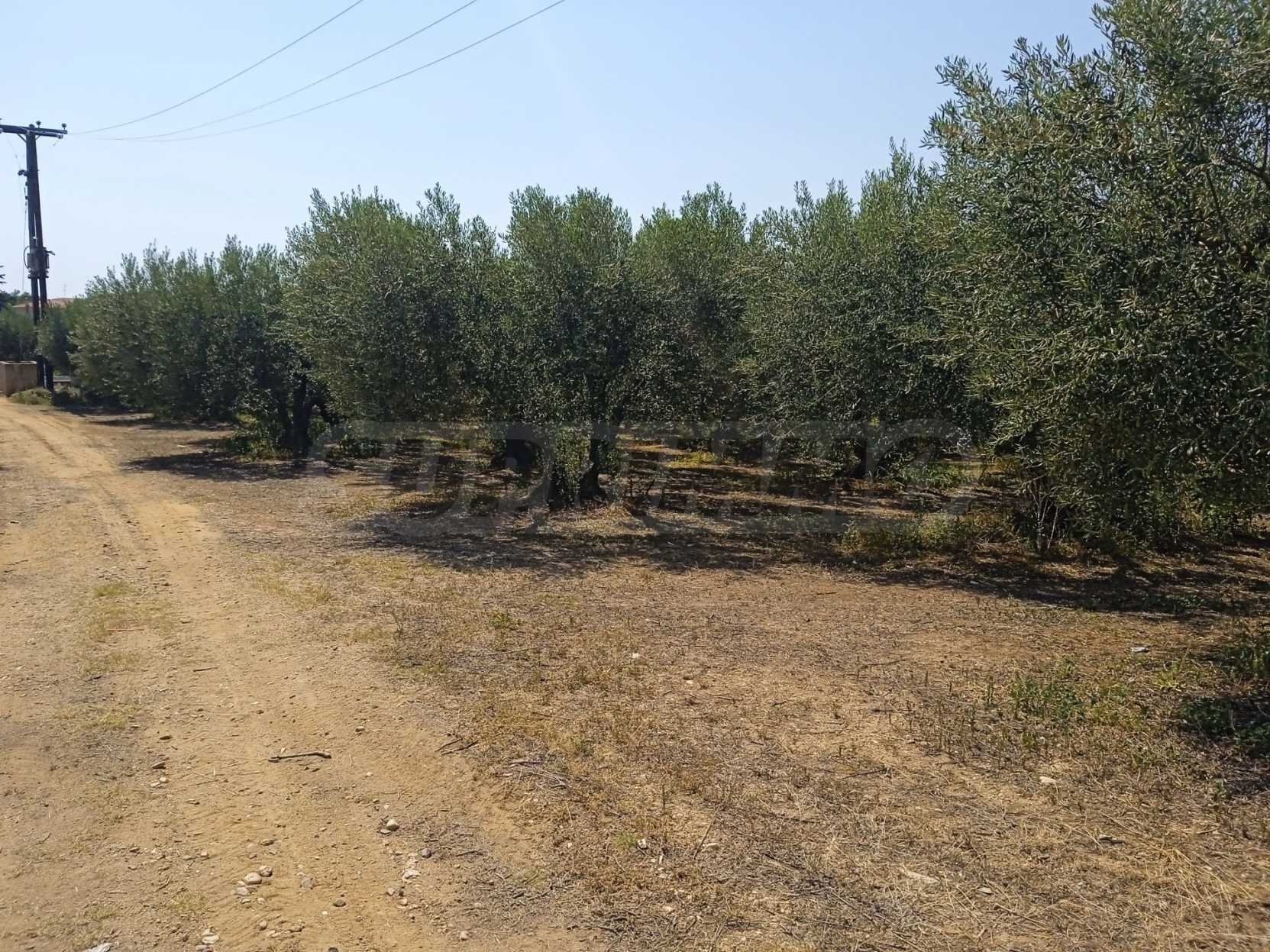 Landwirtschaftliche Fläche zum Kauf 80.000 € Agios Mamas