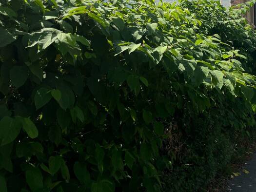 Grundstück zum Kauf 32.000 € 380 m² Grundstück Erfenschlag Chemnitz ST Erfenschlag 09125