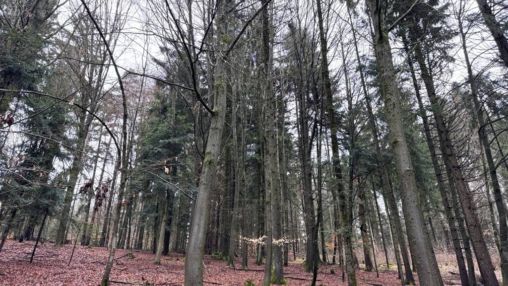 Land-/Forstwirtschaft zum Kauf 65.000 € 17.850 m² Grundstück Deggendorf 94469