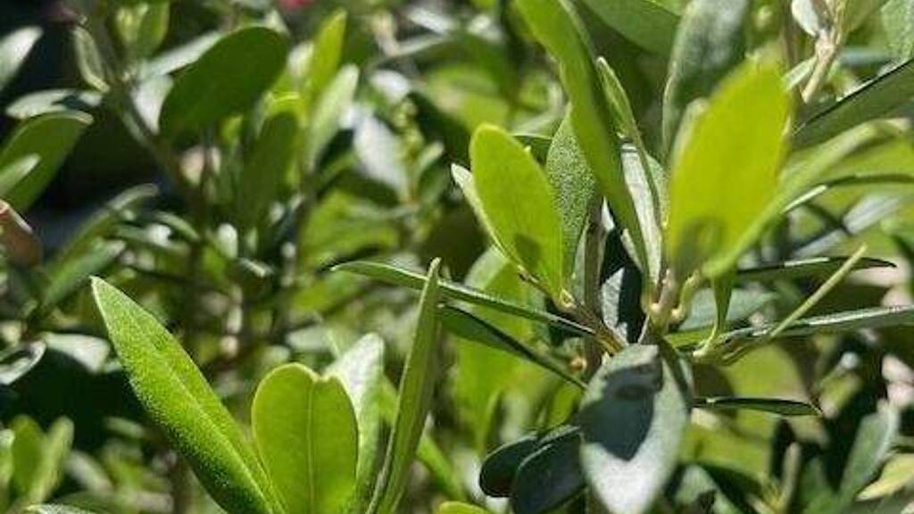 Grundstück zum Kauf 1.645 m² Grundstück Mozartstraße 8 Eichenau 82223