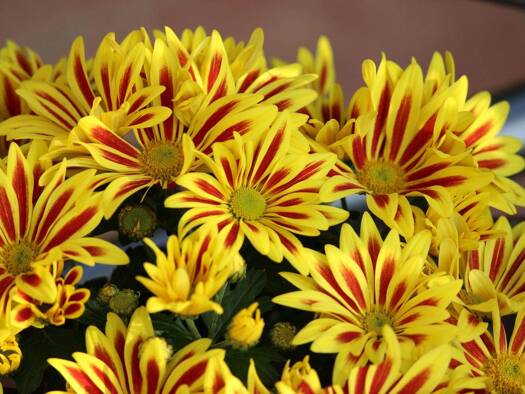 Wohnung zum Kauf 265.000 € 3 Zimmer 86 m² frei ab 01.07.2026 Am Häusergraben Langenselbold 63505