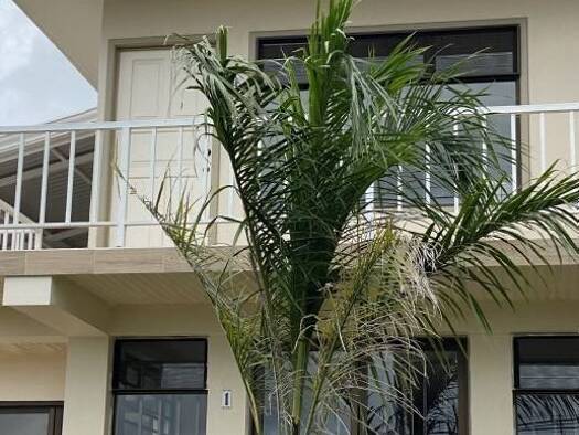 Studio zur Miete 55 € 1 Zimmer 40 m² frei ab sofort San Luis 50802