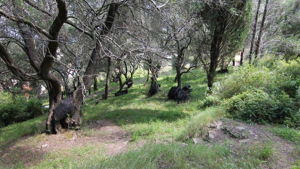 Land-/Forstwirtschaft zum Kauf 350.000 € 4.200 m² Grundstück Korfu