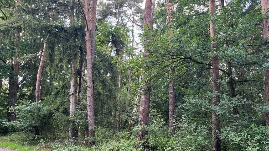 Grundstück zum Kauf provisionsfrei 351.780 € 2.706 m² Grundstück Birkenhain 12 Dierstorf-Heide Wenzendorf 21279