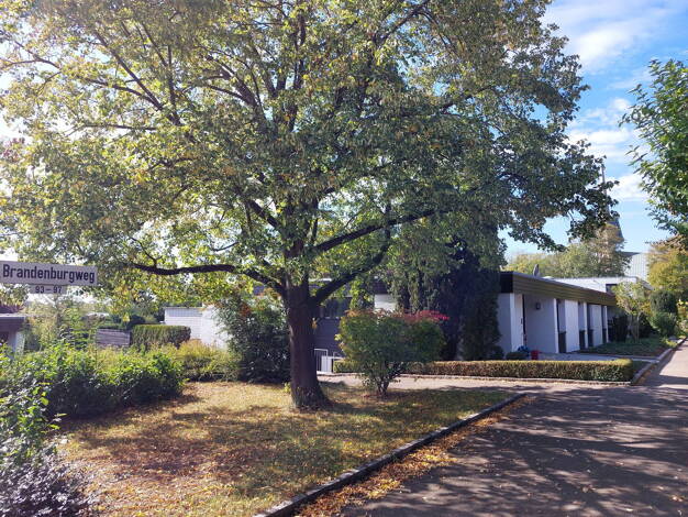 Bungalow zur Miete 2.500 € 5 Zimmer 165 m² 400 m² Grundstück frei ab 01.08.2025 Böfingen Ulm 89075