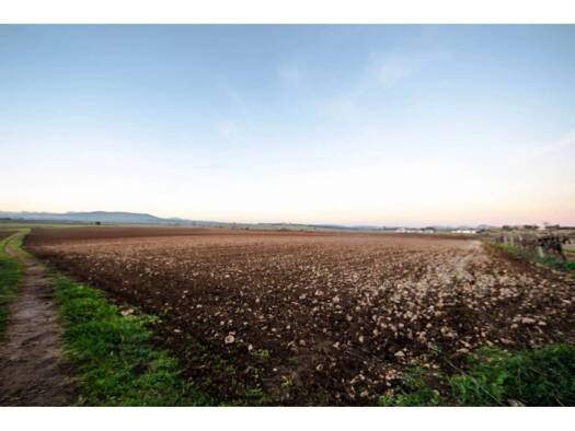 Acker-/Waldstück zum Kauf 250.000 € Vilafranca de Bonany 07250