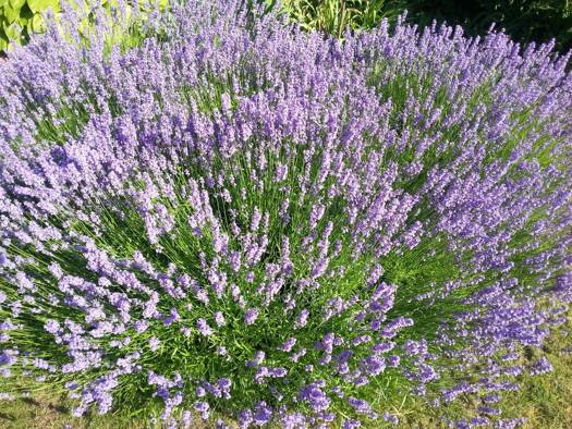 Grundstück zum Kauf 299.000 € 602 m² Grundstück Hintern Hof 19-21 Obergänserndorf 2111